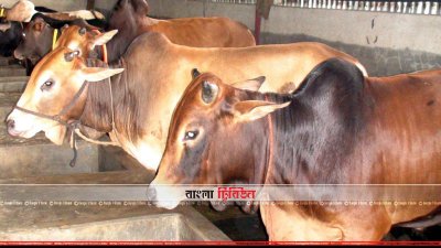 দেশীয় পদ্ধতিতে যত্ন নেওয়া গরু 