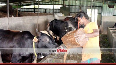 গরু মোটাতাজাকরণের কাজ চলছে