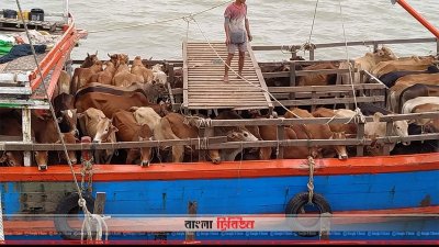 মিয়ানমার থেকে ট্রলারে আসছে গরু