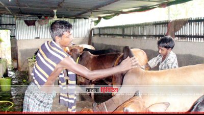 খামারে গরুর যত্ন নেওয়া হচ্ছে