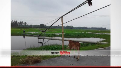 বাঁশ দিয়ে তুলে দেওয়া ৩৩ কেভি বৈদ্যুতিক তার ও খুঁটি