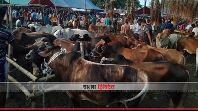 কোরবানির ঈদে নীলফামারীতে দেশীয় পদ্ধতিতে গরু পস্তুত করা হয়েছে