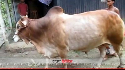 রেড কিং