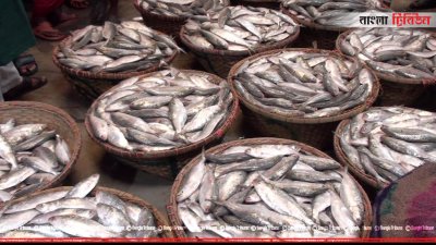 আড়তে আসা ইলিশ