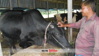 সদর দক্ষিণ উপজেলার ছিলোনিয়া গ্রামের একটি গরুর খামার