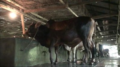 পটুয়াখালীর একটি গরুর খামার
