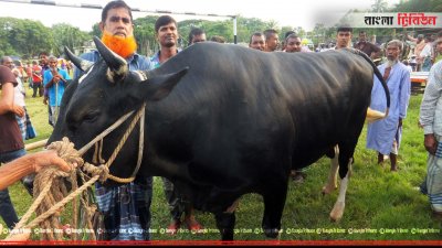 ৩৫ মণ ওজনের যুবরাজ