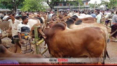 সাতমাইল গরুর হাটে অনেক গরু উঠতে দেখা গেছে