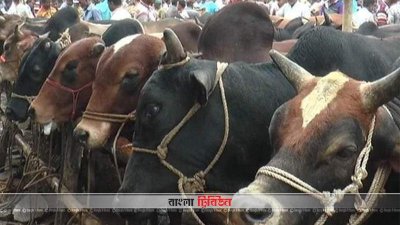 জমে উঠেছে শার্শার সাতমাইল পশুর হাট