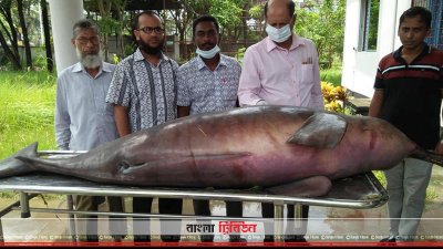 গত ৩১ জুলাই রাতে বাগেরহাটের রামপাল উপজেলার বড় দুর্গাপুর এলাকায় মোংলা নদীতে ভেসে ওঠা মৃত শুশুক