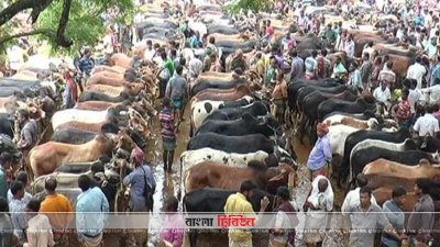 জমে উঠেছে শার্শার সাতমাইল পশুর হাট