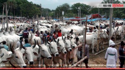 দেশে লালন পালন করা ভারতীয় রাখী জাতের গরু