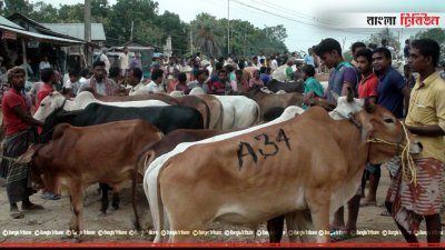 হাটে আসা দেশীয় গরু