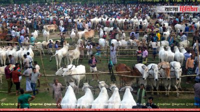 দেশে লালন পালন করা ভারতীয় রাখী জাতের গরু