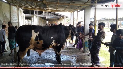 আল্লাহর দান ষাঁড়টি