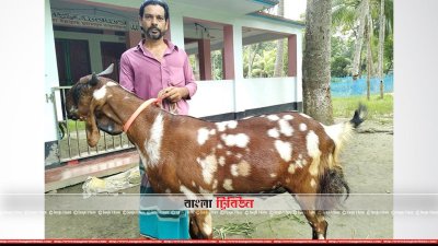 টাইগার নামের ছাগল