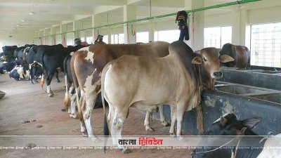 কুষ্টিয়ায় ১ লাখ ৩৩ হাজার কোরবানির পশু প্রস্তুত
