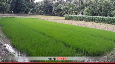 খুলনায় পর্যাপ্ত বৃষ্টি নেই, ক্ষতিগ্রস্ত হতে পারে আমন চাষ