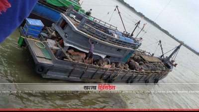 টেকনাফের শাহপরীর দ্বীপ করিডোরে ট্রলারবোঝাই পশু (ছবি&ndash; প্রতিনিধি)