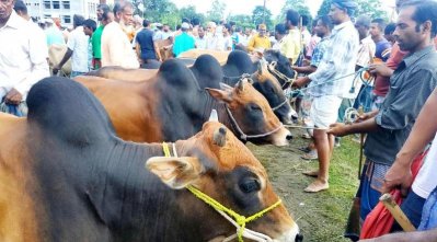 হাটে আনা দেশীয় গরু