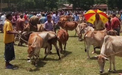 হাটে আনা দেশীয় গরু