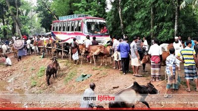 সড়কের ওপর পশুর হাট বসানো হয়েছে