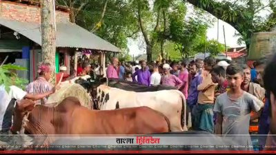 মিঠাপুর বাজার অস্থায়ী গরুর হাট