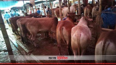 চট্টগ্রামে জমে উঠেছে পশুর হাট