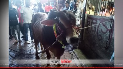 চট্টগ্রামে জমে উঠেছে পশুর হাট