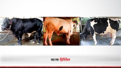 বিক্রি হচ্ছে না বড় সাইজের গরু 