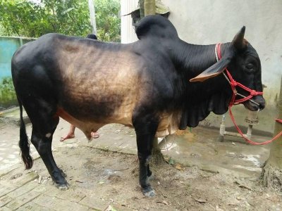 কোরবানির গরু 