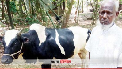 প্রধানমন্ত্রীর নামে ১০ বছর ধরে গরু কোরবানি দিচ্ছেন মুক্তিযোদ্ধা জাবেদ আলী