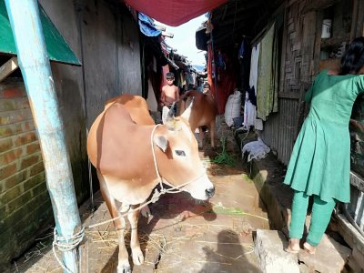 রোহিঙ্গা শিবিরে কোরবানি গরু