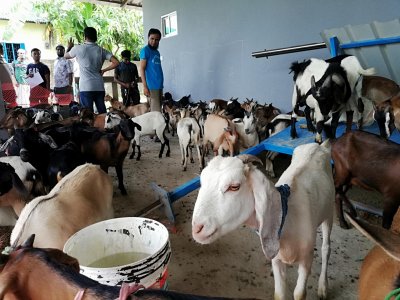 রোহিঙ্গা শিবিরের জন্য আনা কোরবানির ছাগল