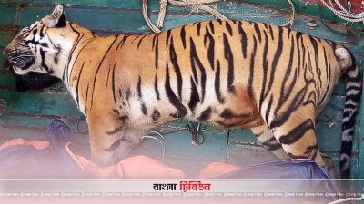 সুন্দরবন থেকে উদ্ধার করা মৃত বাঘ