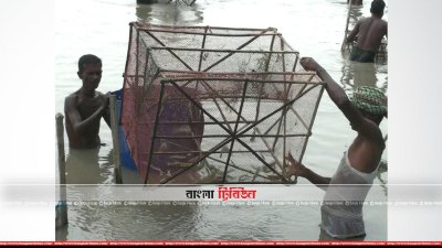 চিংড়ি তুলছেন চাষিরা (ছবি&ndash; প্রতিনিধি)