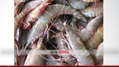 ঘের থেকে তোলা মরা চিংড়ি (ছবি&ndash; প্রতিনিধি)