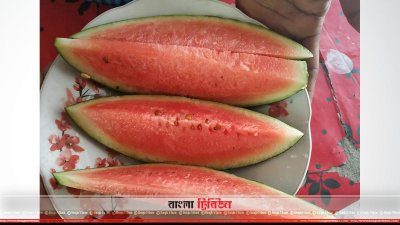 সাতক্ষীরায় উৎপাদিত সুস্বাদু ব্ল্যাক বেবি