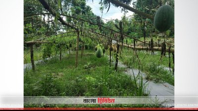 সাতক্ষীরায় চাষ হচ্ছে ব্ল্যাক বেবি