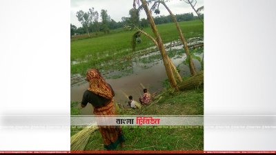 জলাশয় সঙ্কটের কারণে জমে থাকা বৃষ্টির পানিতে পাট ভিজানো হচ্ছে