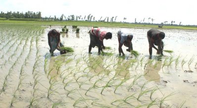 আমনের চারা রোপণে ব্যস্ত কৃষকরা