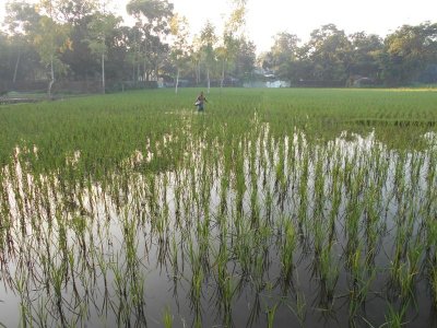 জমিতে সার দিচ্ছেন কৃষক
