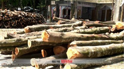 গাছ কেটে ইউনিয়ন পরিষদ চত্বরে ফেলে রাখা হয়েছে