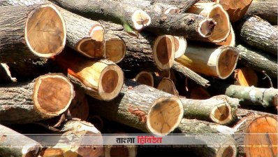 গাছ কেটে ইউনিয়ন পরিষদ চত্বরে ফেলে রাখা হয়েছে