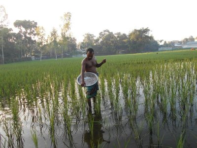 জমিতে সার দিচ্ছেন কৃষক