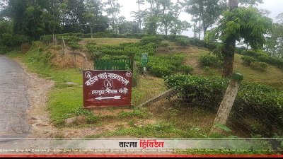 মৌলভীবাজারের জুড়ী উপজেলার সেলুয়া সীমান্ত এলাকা
