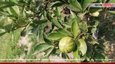 রাইখালী কৃষি গবেষণা ইনস্টিটিউট