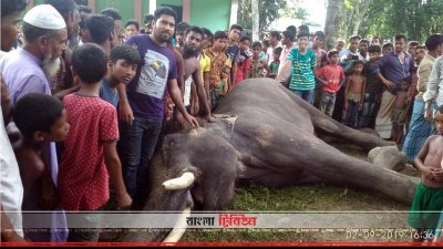 মারা যাওয়া সার্কাসের হাতি