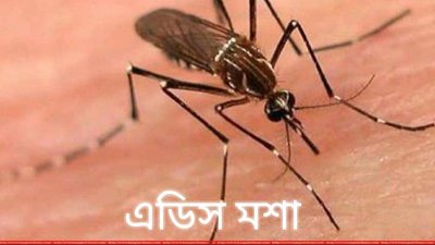 এডিস মশা (সংগৃহীত ছবি)