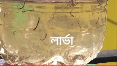 এডিস মশার লার্ভা উৎপাদন (সংগৃহীত ছবি)